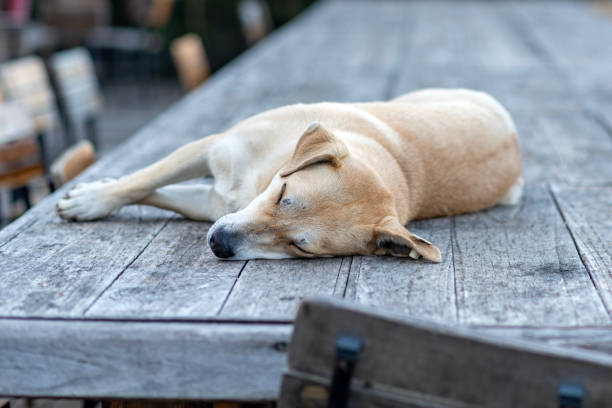 stray dog ​​sleeping on large wooden table