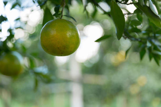 Business concept nature revolves around citrus orchard orange tree are growing, vibrant fruit organic lush leaves creating stunning background, green garden of thriving crop ripe laden with branches