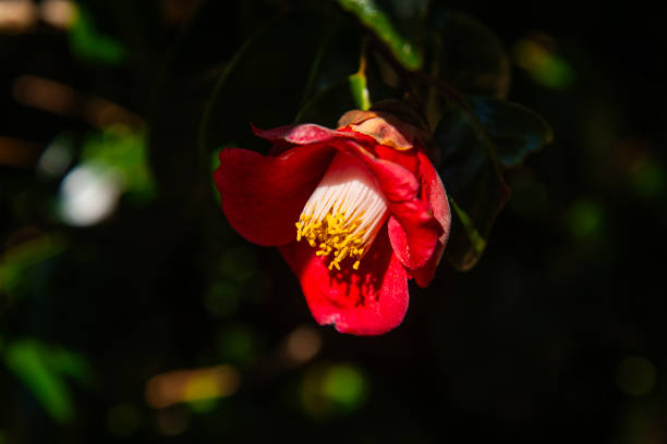 spring flower