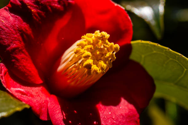spring flower