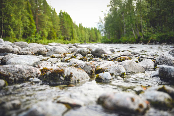 mountain river in mountain forests in Khibiny
