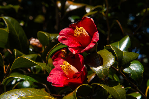 spring flower