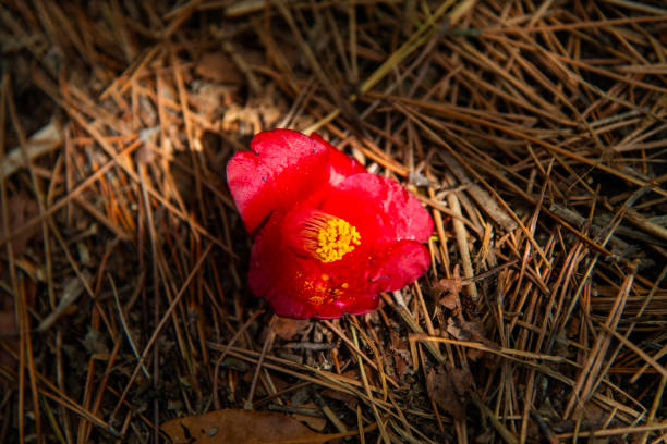 spring flower