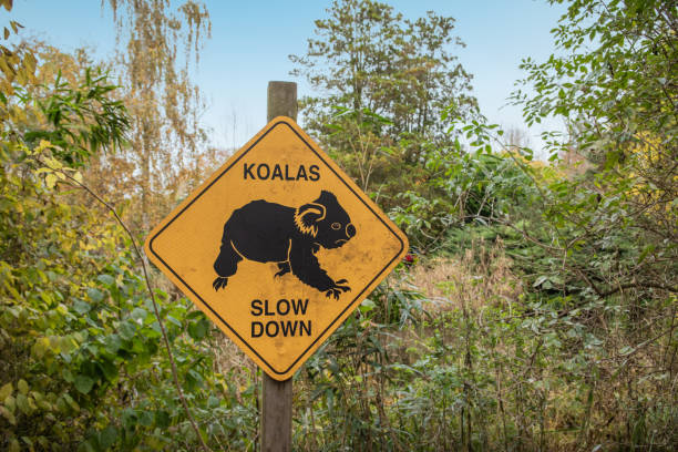 Koala crossing roadside sign warning of koalas being in the area with 2 km in Australia