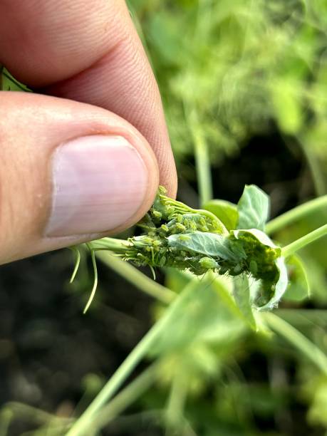 istock An individual is gently holding a lush green plant within their hand 2199122004