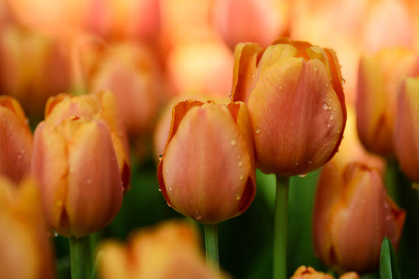 Beautiful orange tulips in a spring garden
