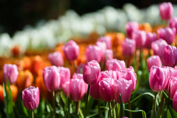 Beautiful pink tulips in a spring garden