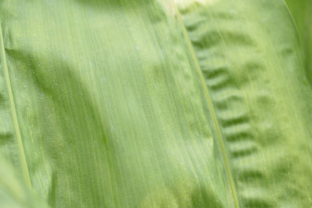 Green leaf nature background. Sustainability environment eco-friendly concept.