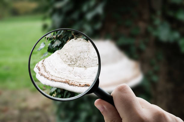 istock Focusing on a fomes fomentarius fungus 2199123744