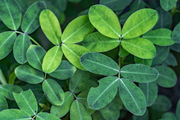 St. Patricks Day Background. Grunge green background with four leaf clovers