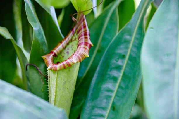 Close-up of a vibrant Nepenthes with striped rim in natural habitat, Indianapolis, 2015.