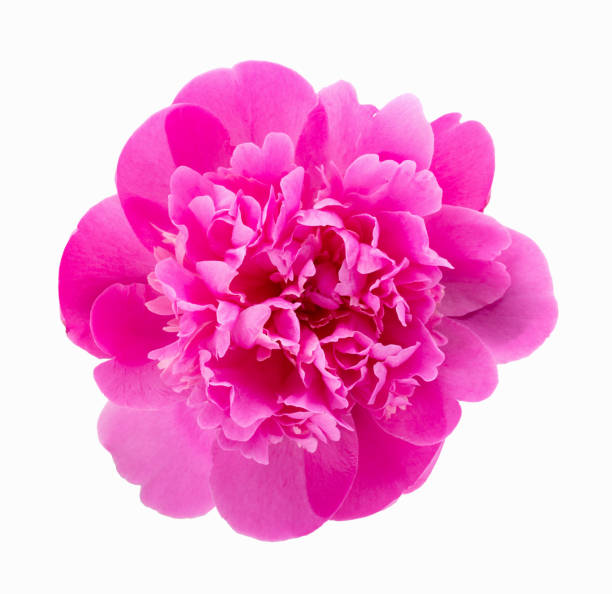Fresh purple peony isolated on white background