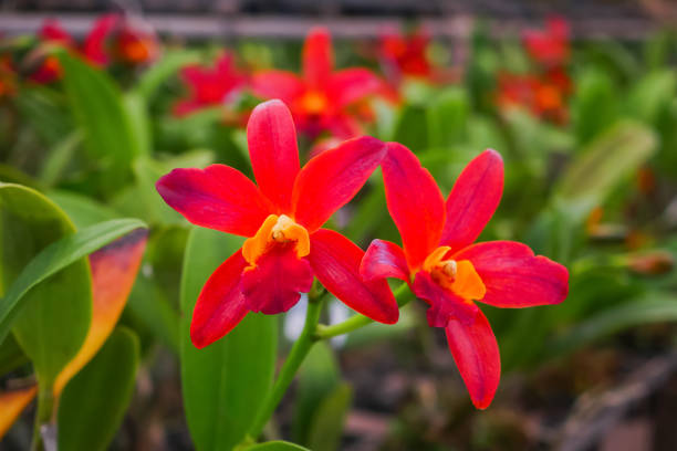 Vibrant Red Cattleya Orchids Blooming in a Lush Green Garden Setting