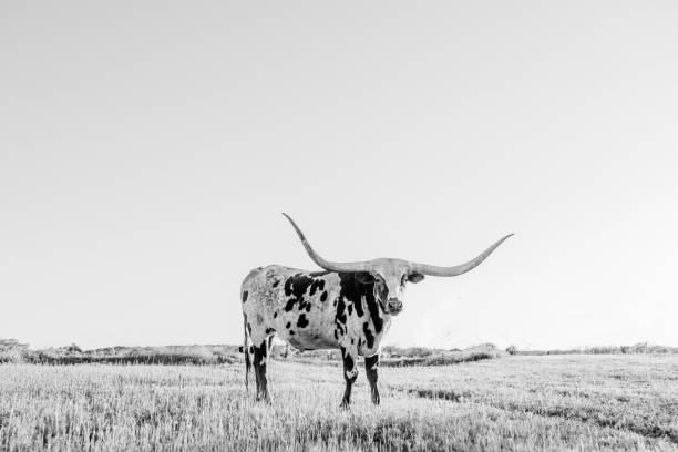 Texas Longhorn in a Field
