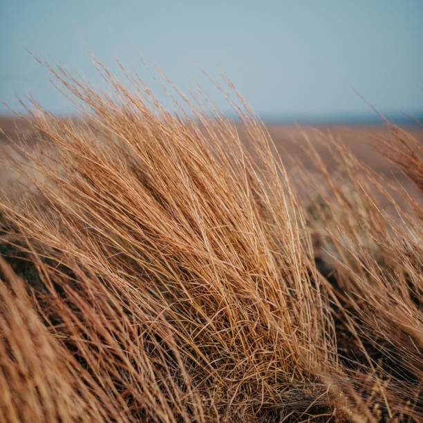 istock Golden dry grass swaying in the breeze. 2199130707