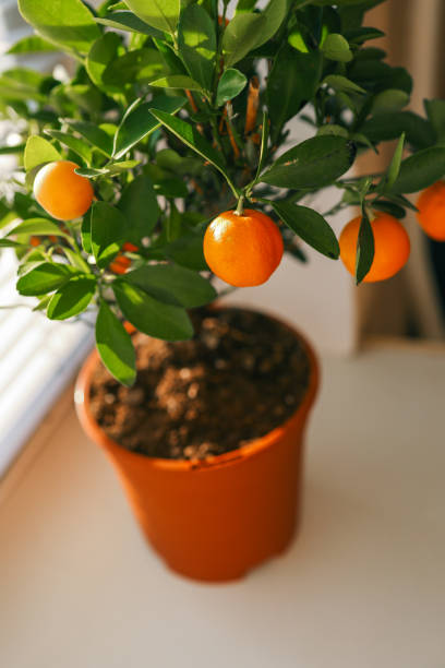 istock A potted citrus tree with bright orange fruits placed on a windowsill, illuminated by sunlight through white blinds, creating a warm and cozy indoor atmosphere 2199131608