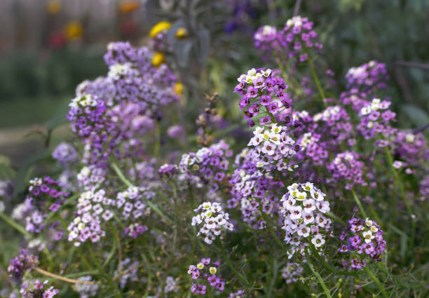 Red geraniums and white alyssum in a flower bed with green grass.