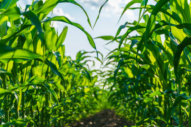 istock Corn plants thrive under the sun, growing tall and vibrant, with a clear blue sky overhead in a summertime landscape 2199132695