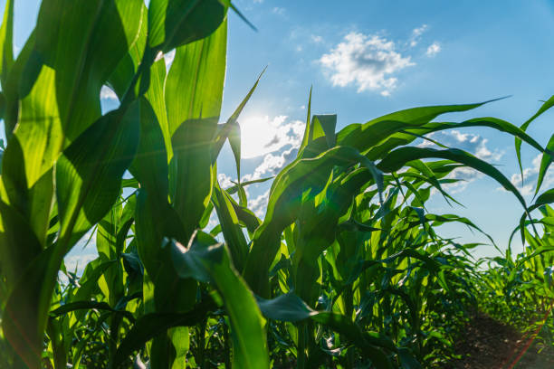 istock Green corn plants stretch upwards toward the bright sun under a clear blue sky, revealing a tranquil summer day in the countryside 2199132697