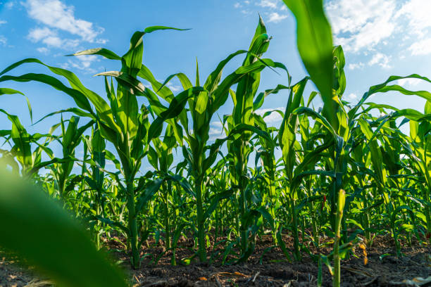 istock Corn plants thrive in a bright, sunny field under a clear blue sky, showcasing their lush green leaves and healthy growth 2199132704