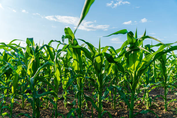 istock Corn plants stretch towards the blue sky in a lush field, illuminated by the bright summer sun, showcasing the beauty of agriculture 2199132706