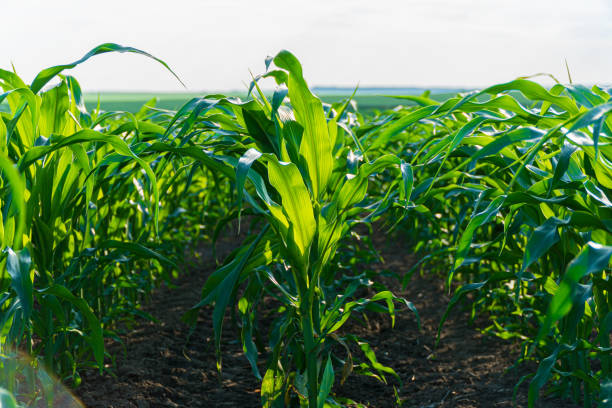 istock Corn plants thrive in a bright summer field with lush green leaves reaching toward the sky and rows stretching into the horizon 2199132707