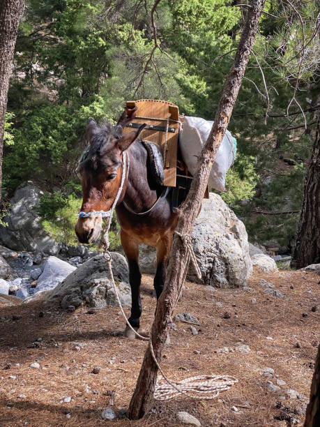 Working mule at trail in Samaria gorge, Crete national park, Crete island, Greece.