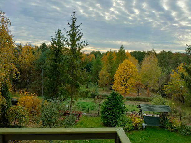 View from the window on the garden yellow trees.