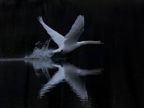 istock Swan taking flight over a calm lake. 2199134778