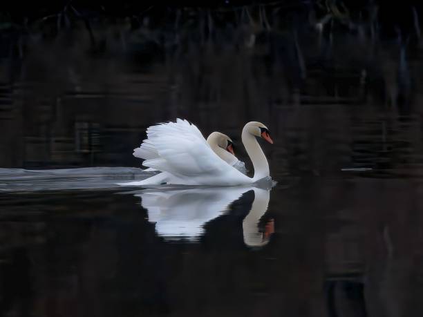 istock Elegant swans gliding on a calm lake. 2199134779