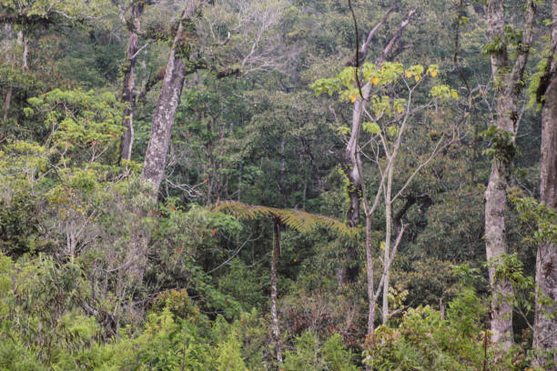 istock Dense Green Forest with Lush Foliage and Tall Trees 2199134905