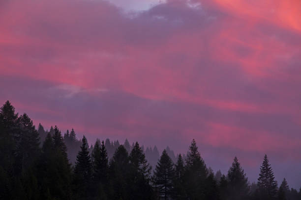 Magical sunset over the forest. Silhouette of trees against burned evening sky