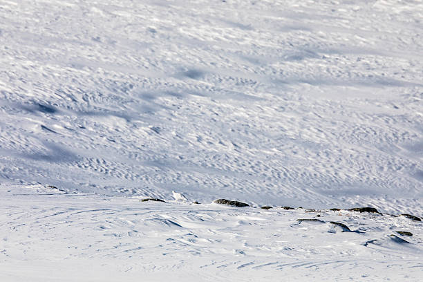 White-tailed ptarmigan in Dovrefjell National Park, south Norway.