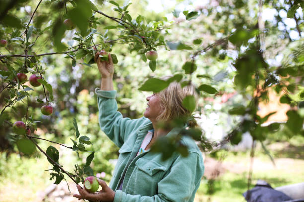 istock Cheerful Senior Woman Picking Canadien Apples from A Tree 2199136938