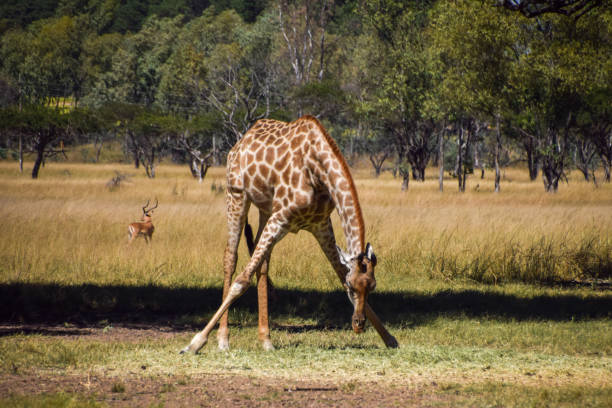 istock Giraffe bending down to eat in Africa 2199137119