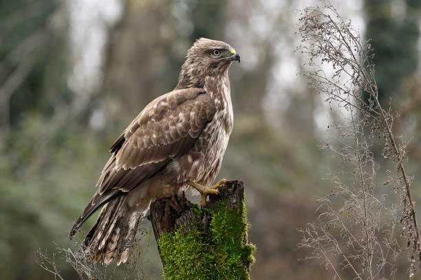 istock eurasian buzzard perched on a log in the woods 2199138869