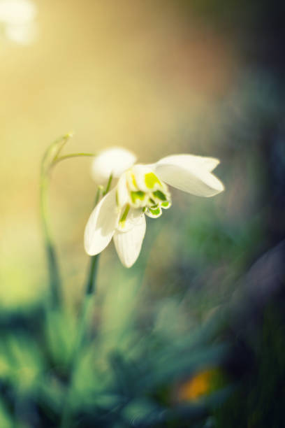 istock Snowdrops (Galanthus nivalis L.), white spring flowers in the garden and forest 2199138914