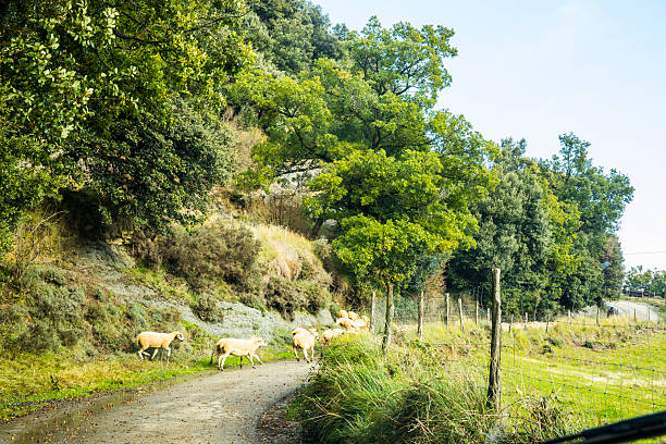 Autumn rural road in La Garrotxa, northern Spain.