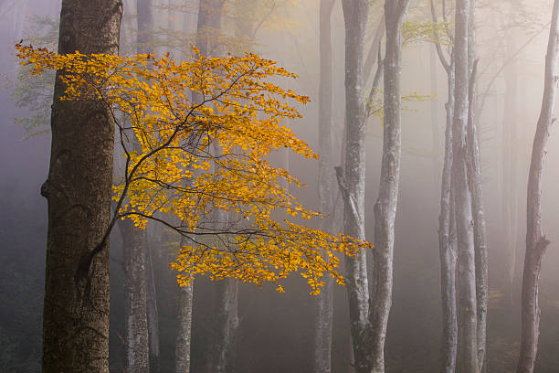 Autumn La Grevolosa forest, Osona, Barcelona, northern Spain.