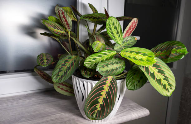istock Maranta leuconeura var. erythroneura in the evening 2199146427