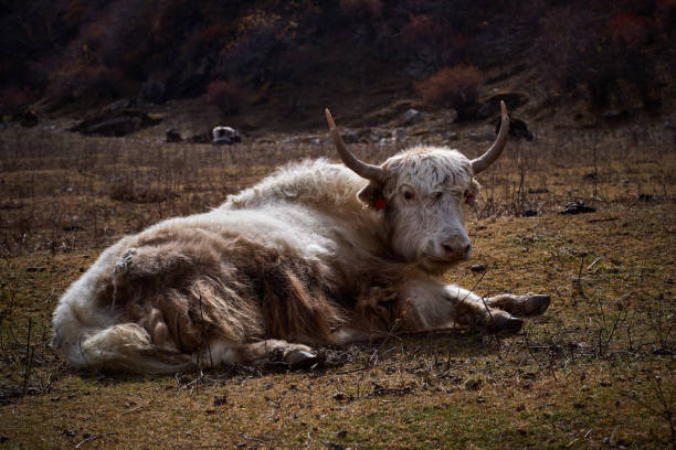Himalayan cattle, Trekking Around Manaslu, Himalayas, Mountains, Nepal