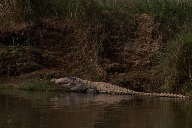 crocodile Chitwan National Park - Nepal, Asia