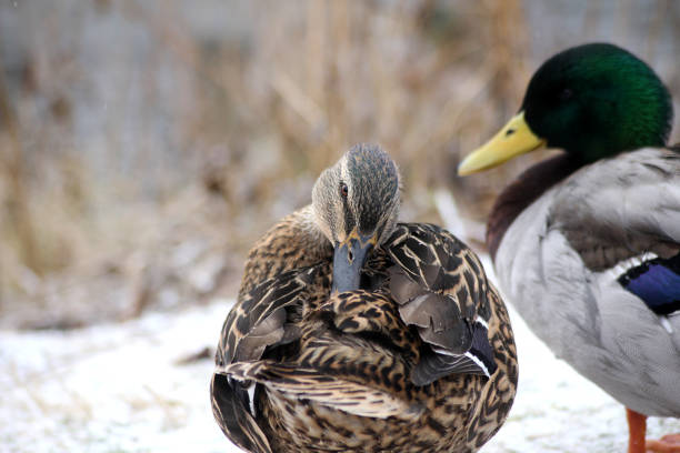 A female mallard duck cleaning her feathers