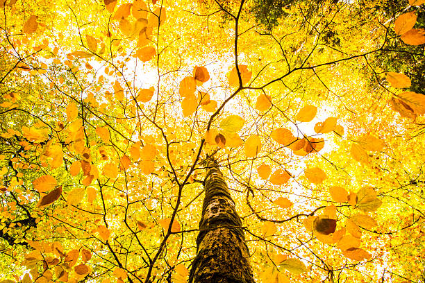 Autumn in Ordesa and Monte Perdido National Park, Spain