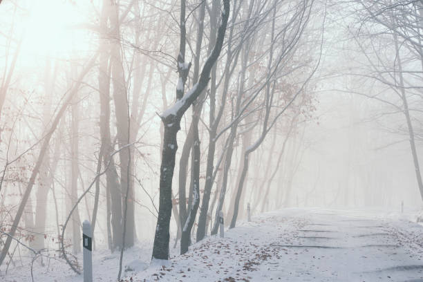 istock Snowy road in winter passes through the forest 2199151941