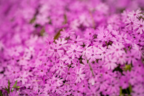 Flowers of a rose mock vervain Glandularia canadensis. High quality photo