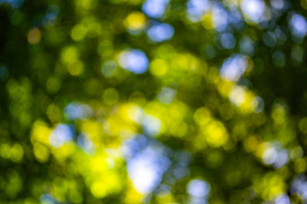istock Blurred greenery leaves of tree forest. Selective focus. Fresh green background for summer design. Green bokeh nature background. Green bokeh. Blurred nature bokeh for the background. 2199152545