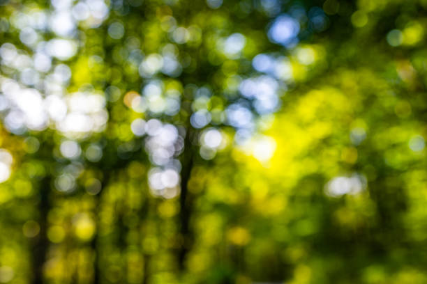 Blurred greenery leaves of tree forest. Selective focus. Fresh green background for summer design. Green bokeh nature background. Green bokeh. Blurred nature bokeh for the background