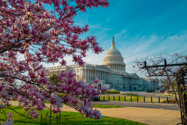 istock Capitol building in blossom tree. Spring Capitol hill, Washington DC. Capitols dome in spring. United States capitol building in spring. Congress during the spring cherry blossom season. 2199152633