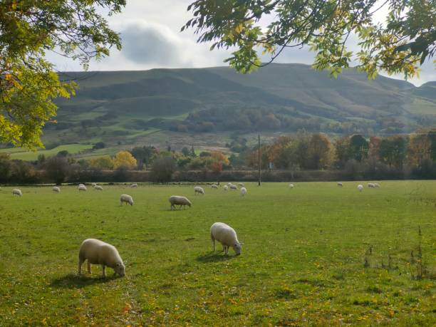 istock Idyllic Countryside Scene with Sheep and Rolling Hills 2199152958